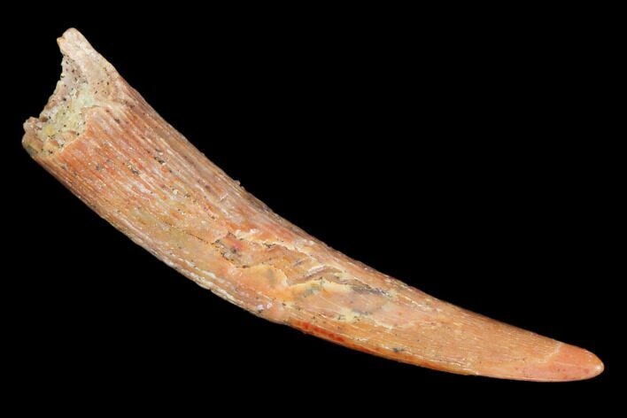 Pterosaur (Siroccopteryx) Tooth - Morocco #101696